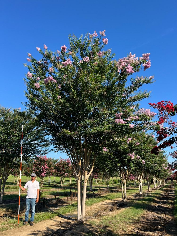 lagerstroemia-basham-s-party-pink-crape-myrtle