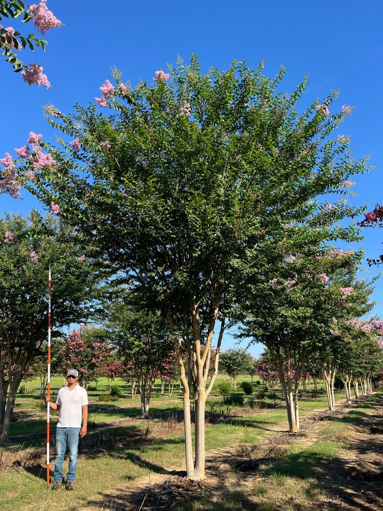 lagerstroemia-basham-s-party-pink-crape-myrtle