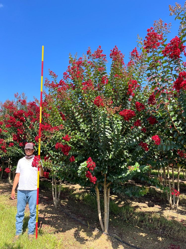 lagerstroemia-colorama-scarlet-crape-myrtle