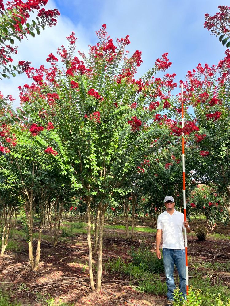 lagerstroemia-colorama-scarlet-crape-myrtle