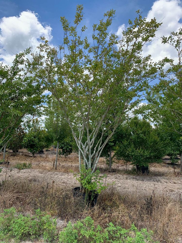 lagerstroemia-crape-myrtle