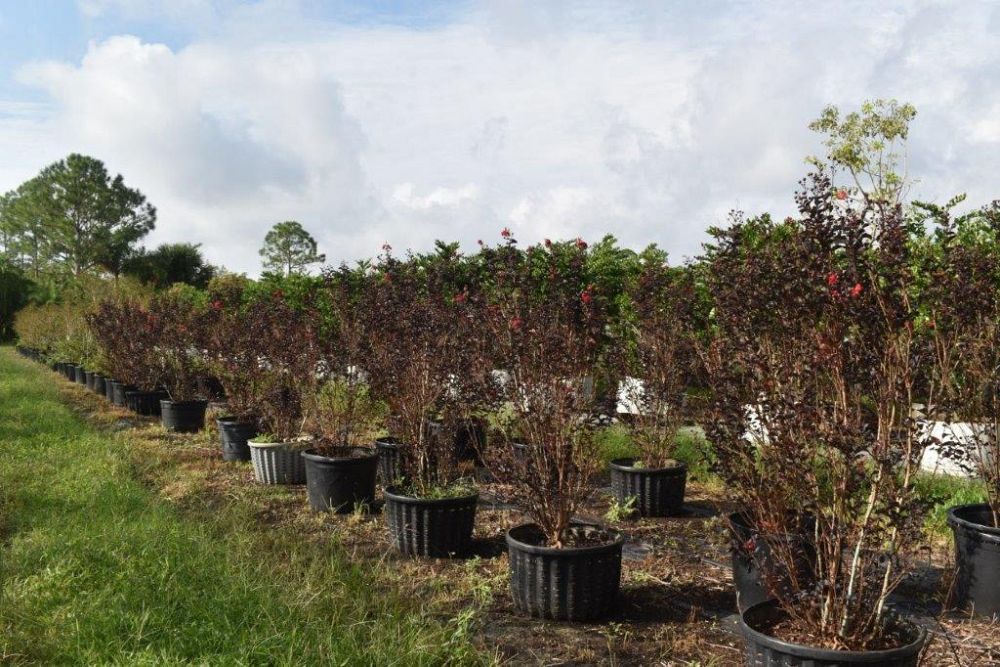 lagerstroemia-ebony-fire-crape-myrtle