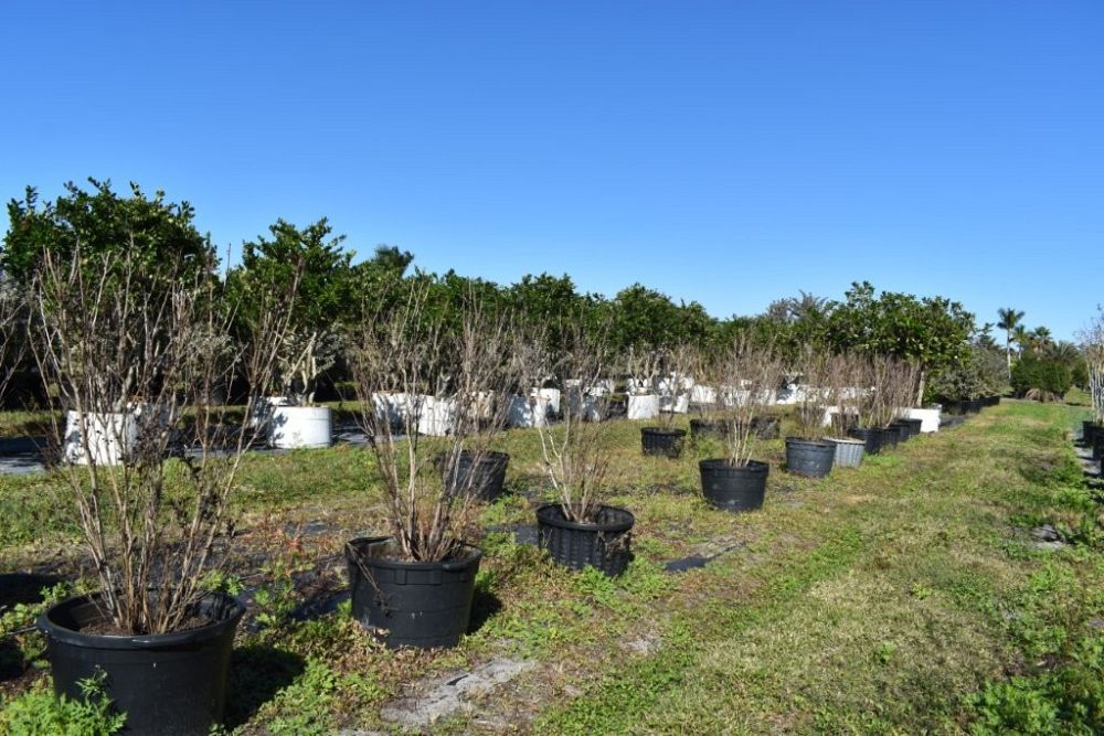 lagerstroemia-ebony-fire-crape-myrtle