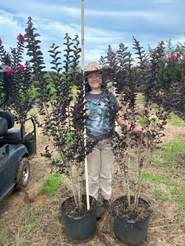 lagerstroemia-ebony-flame-crape-myrtle