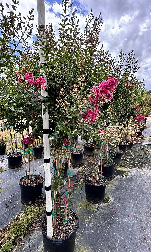 lagerstroemia-fauriei-miami-japanese-crape-myrtle