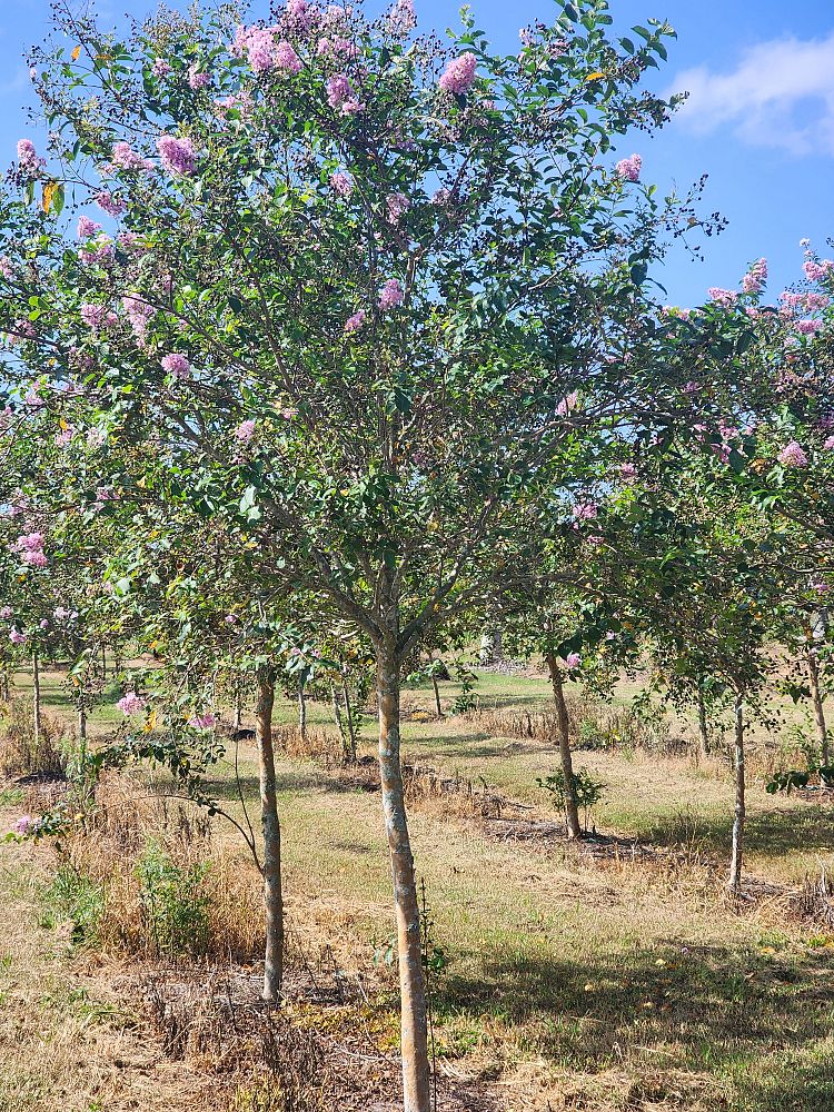 lagerstroemia-fauriei-muskogee-japanese-crape-myrtle