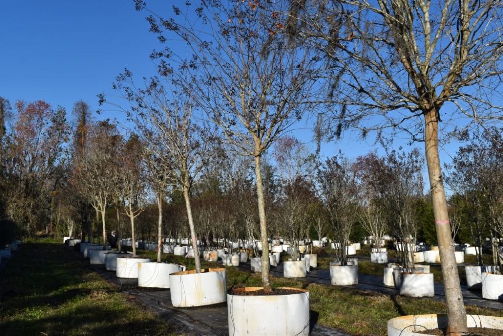 lagerstroemia-fauriei-muskogee-japanese-crape-myrtle