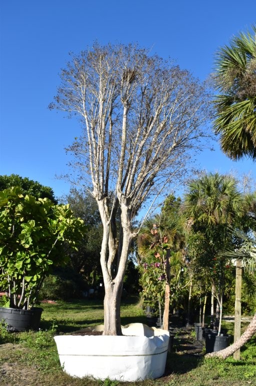 lagerstroemia-fauriei-muskogee-japanese-crape-myrtle