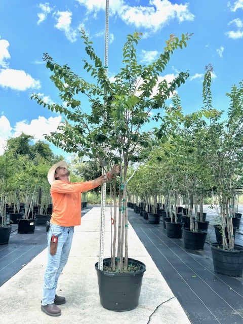 lagerstroemia-fauriei-muskogee-japanese-crape-myrtle