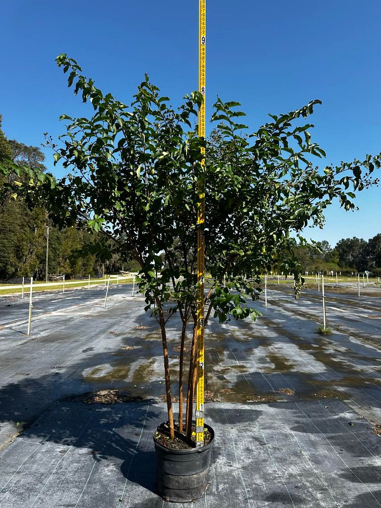 lagerstroemia-fauriei-muskogee-japanese-crape-myrtle