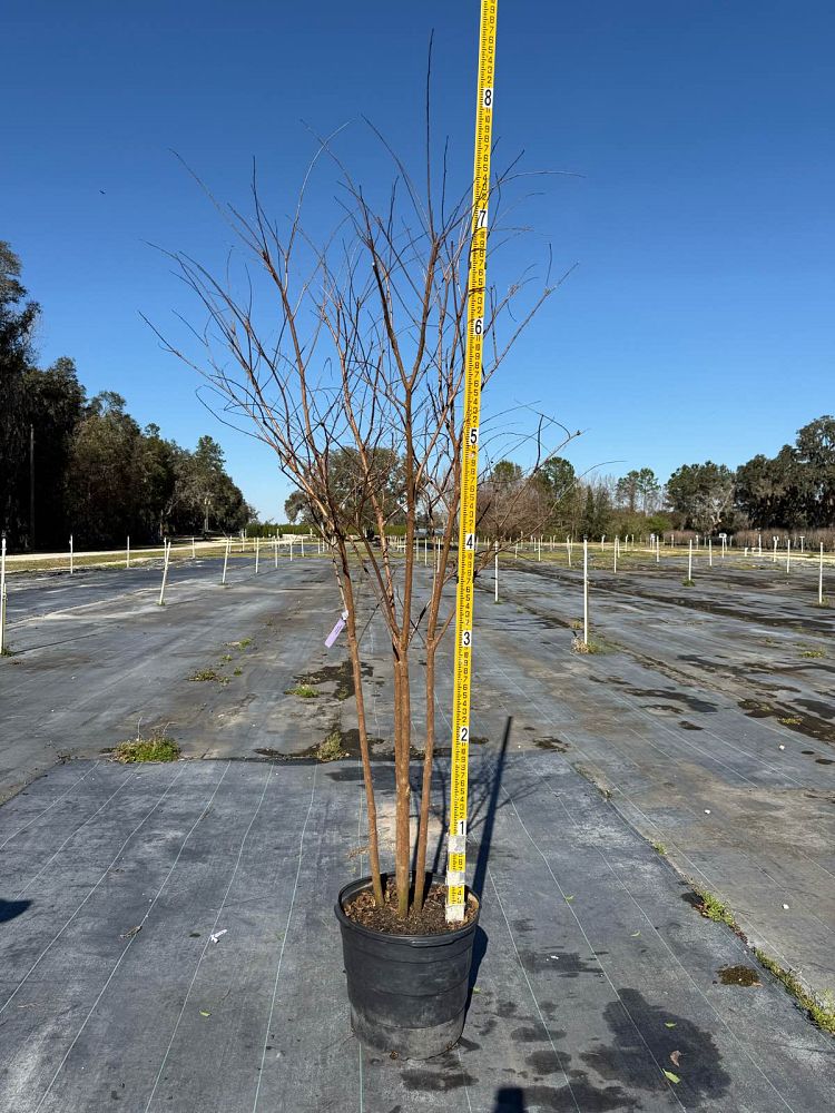 lagerstroemia-fauriei-muskogee-japanese-crape-myrtle