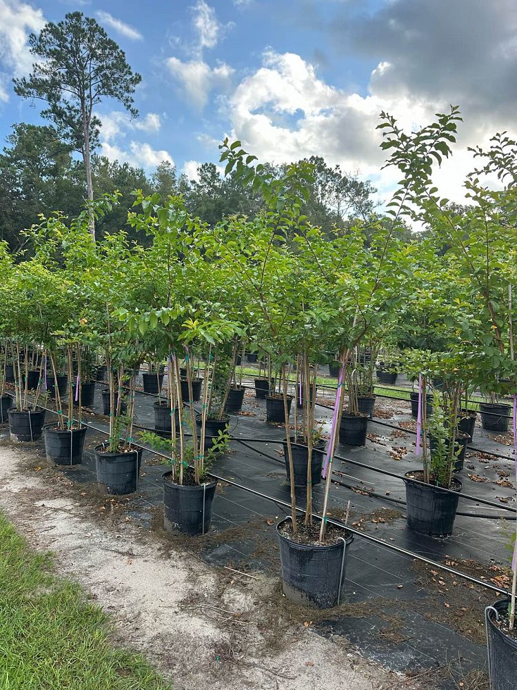 lagerstroemia-fauriei-muskogee-japanese-crape-myrtle