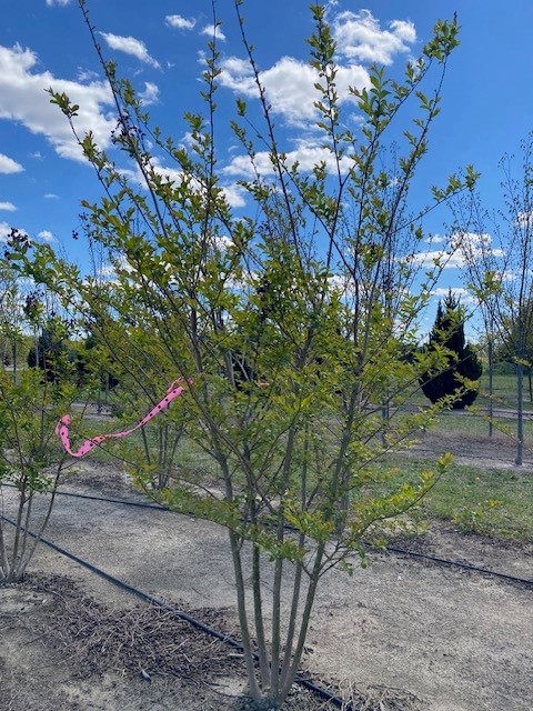 lagerstroemia-fauriei-muskogee-japanese-crape-myrtle