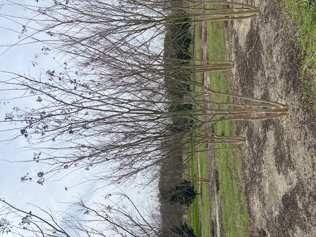 lagerstroemia-fauriei-muskogee-japanese-crape-myrtle