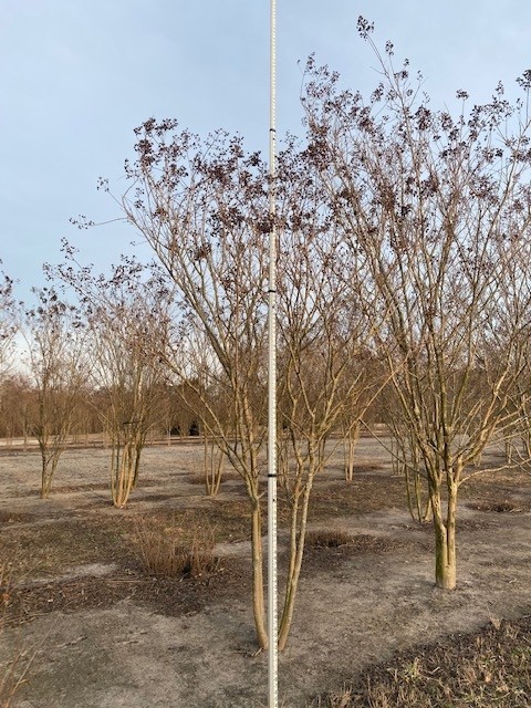 lagerstroemia-fauriei-muskogee-japanese-crape-myrtle