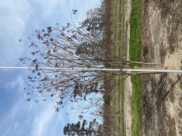 lagerstroemia-fauriei-muskogee-japanese-crape-myrtle