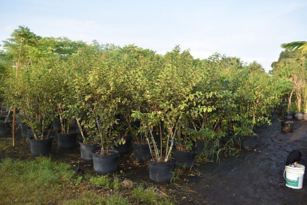 lagerstroemia-fauriei-muskogee-japanese-crape-myrtle