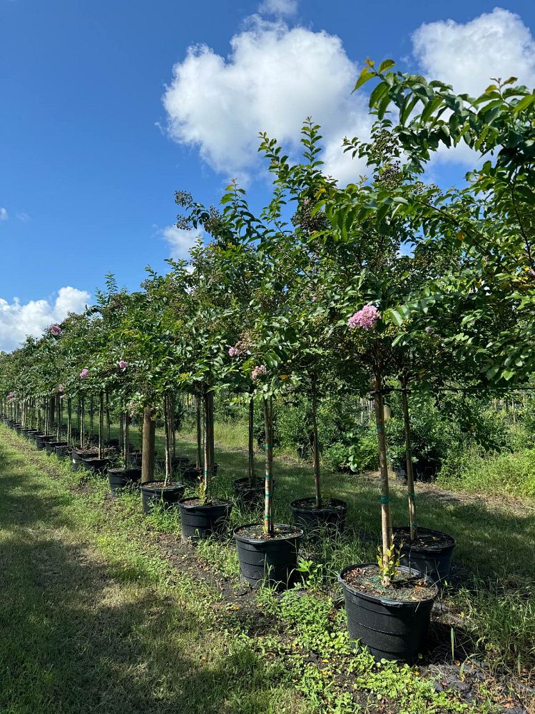 lagerstroemia-fauriei-muskogee-japanese-crape-myrtle