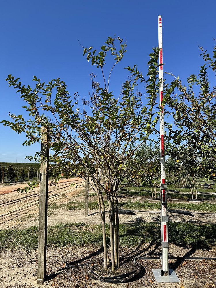 lagerstroemia-fauriei-muskogee-japanese-crape-myrtle