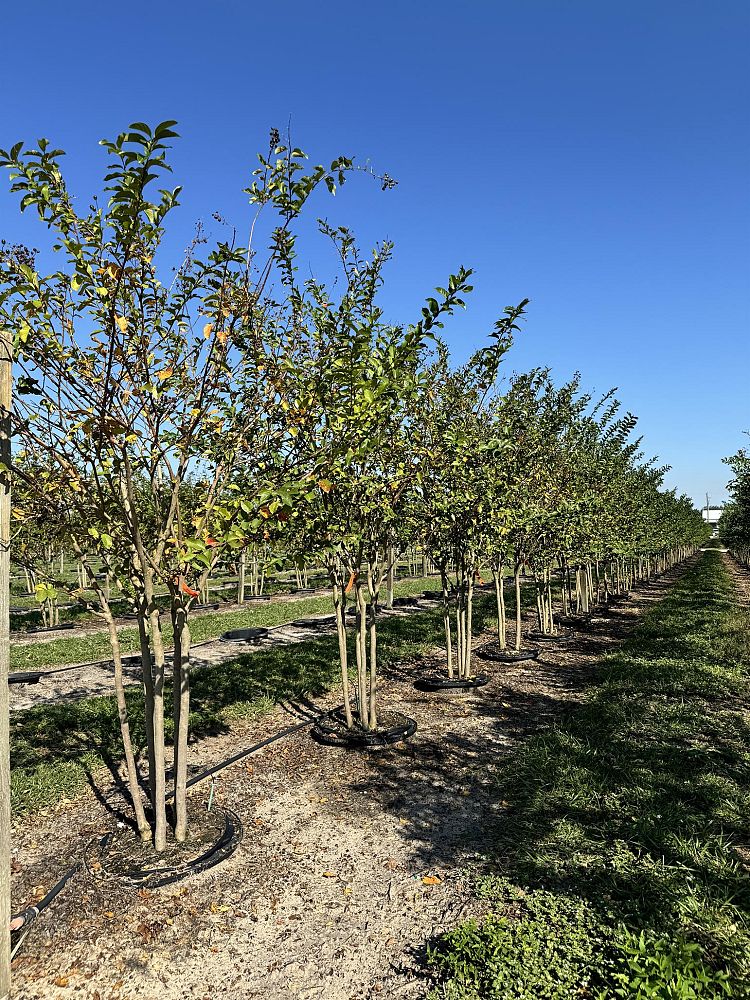 lagerstroemia-fauriei-muskogee-japanese-crape-myrtle