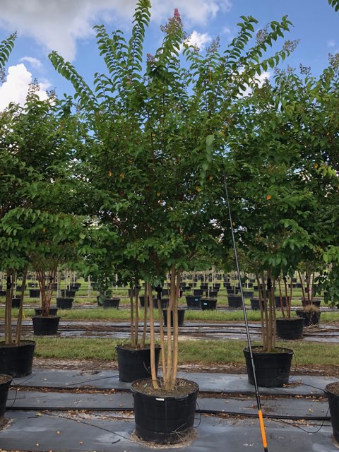 lagerstroemia-fauriei-muskogee-japanese-crape-myrtle