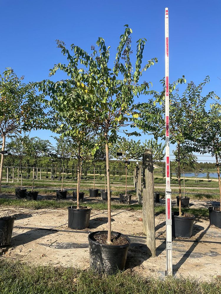 lagerstroemia-fauriei-muskogee-japanese-crape-myrtle