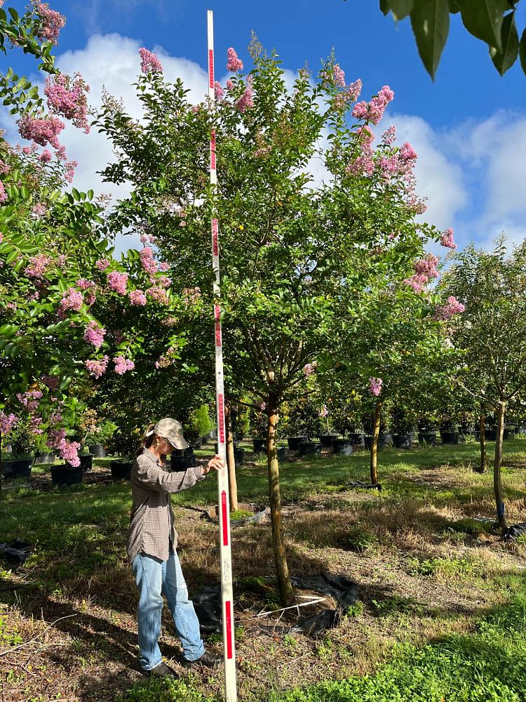 lagerstroemia-fauriei-muskogee-japanese-crape-myrtle