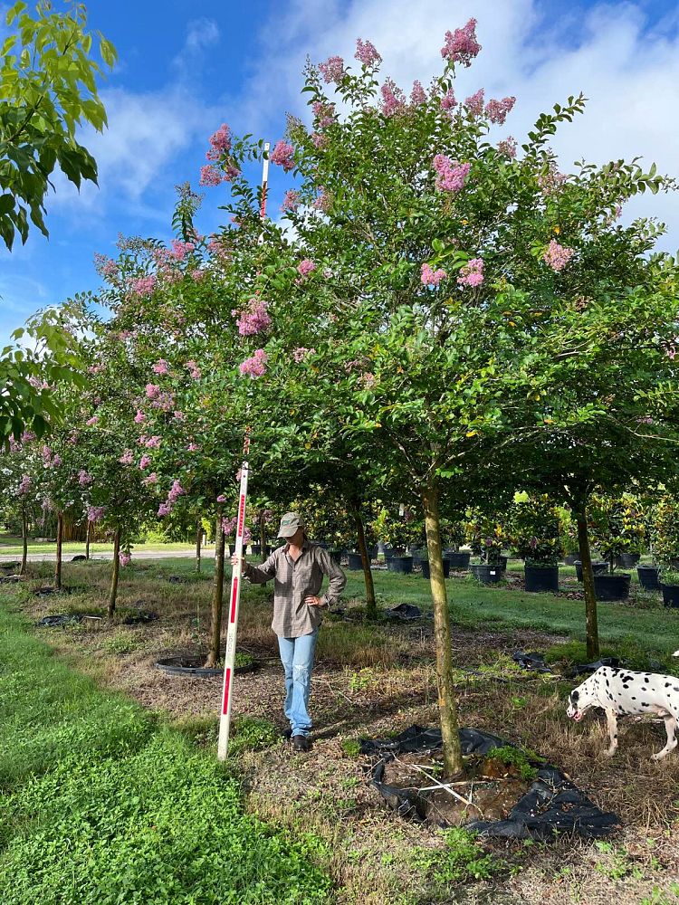 lagerstroemia-fauriei-muskogee-japanese-crape-myrtle