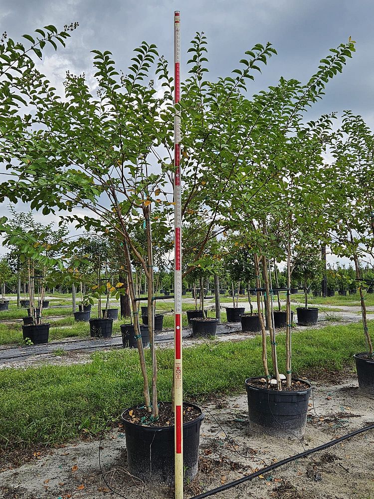 lagerstroemia-fauriei-muskogee-japanese-crape-myrtle