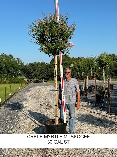 lagerstroemia-fauriei-muskogee-japanese-crape-myrtle