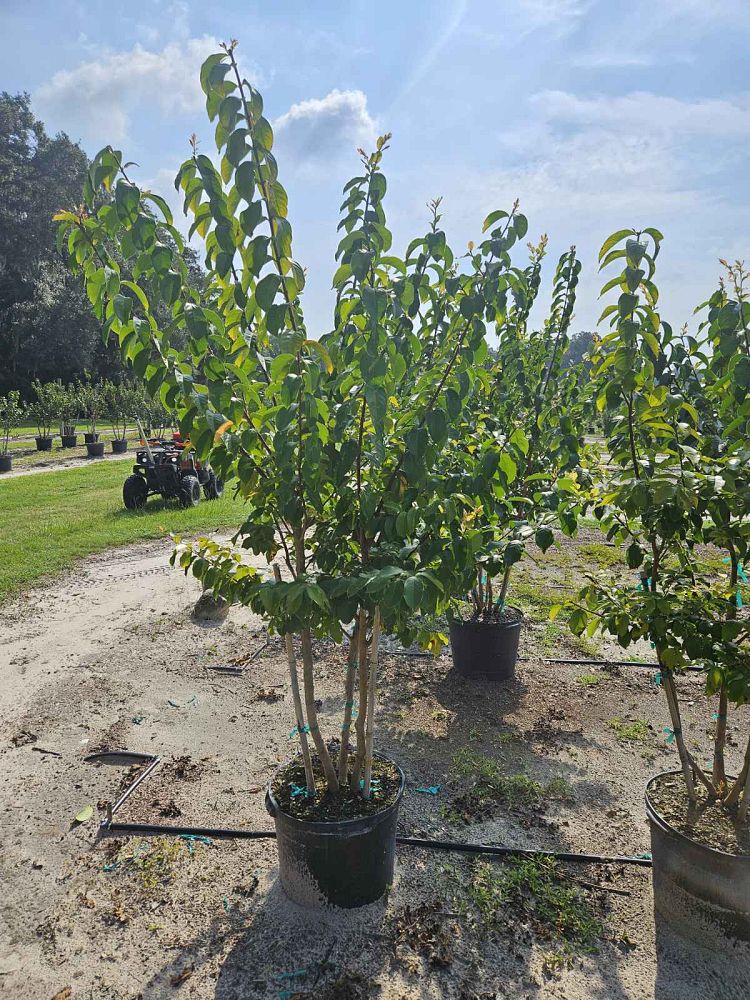 lagerstroemia-fauriei-muskogee-japanese-crape-myrtle