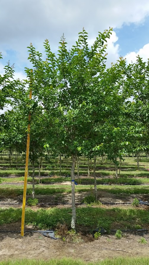 lagerstroemia-fauriei-muskogee-japanese-crape-myrtle