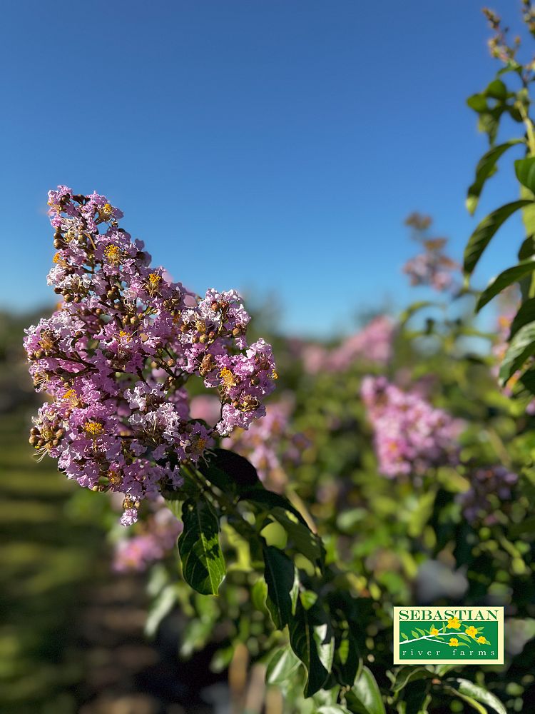 lagerstroemia-fauriei-muskogee-japanese-crape-myrtle