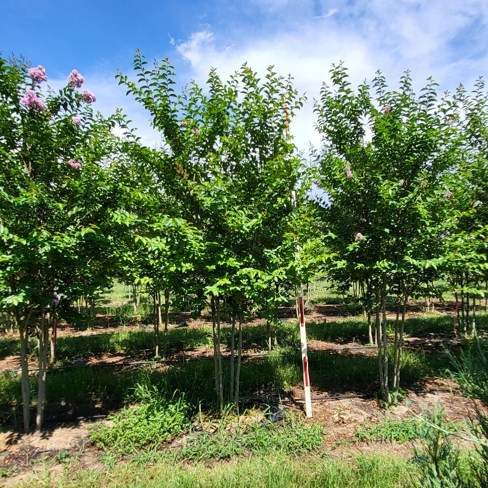 lagerstroemia-fauriei-muskogee-japanese-crape-myrtle