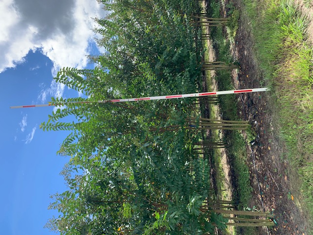 lagerstroemia-fauriei-muskogee-japanese-crape-myrtle