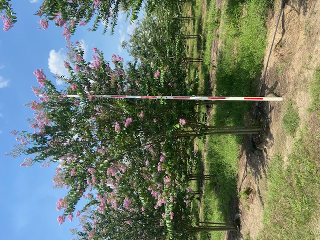 lagerstroemia-fauriei-muskogee-japanese-crape-myrtle