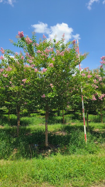 lagerstroemia-fauriei-muskogee-japanese-crape-myrtle