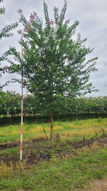 lagerstroemia-fauriei-muskogee-japanese-crape-myrtle