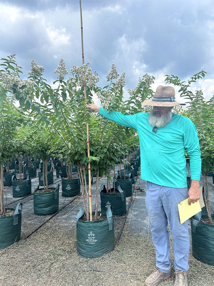 lagerstroemia-fauriei-muskogee-japanese-crape-myrtle