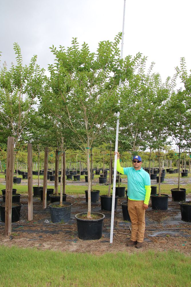 lagerstroemia-fauriei-muskogee-japanese-crape-myrtle