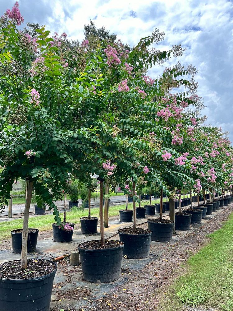 lagerstroemia-fauriei-muskogee-japanese-crape-myrtle