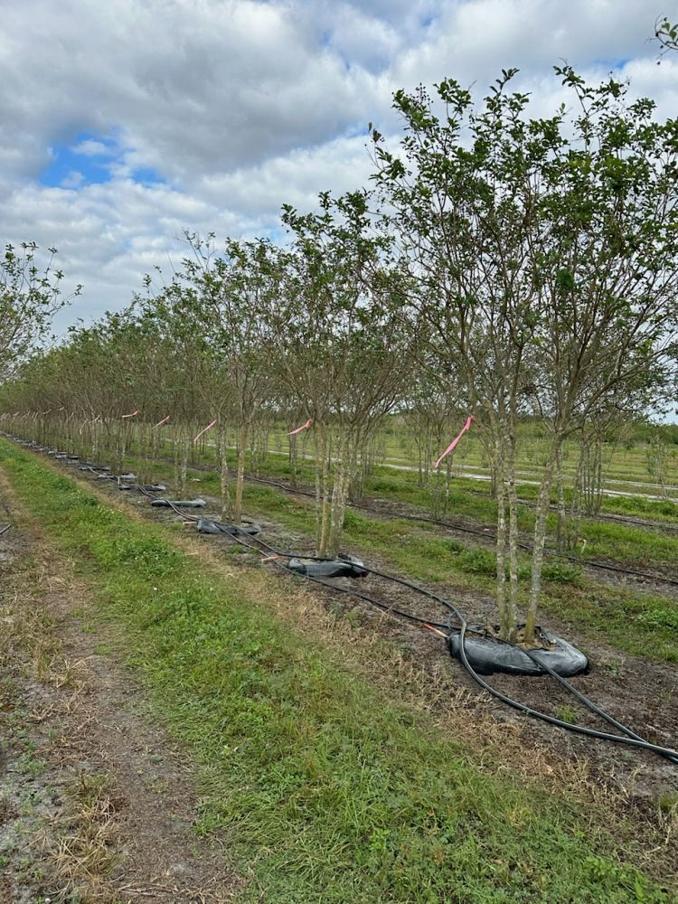 lagerstroemia-fauriei-muskogee-japanese-crape-myrtle