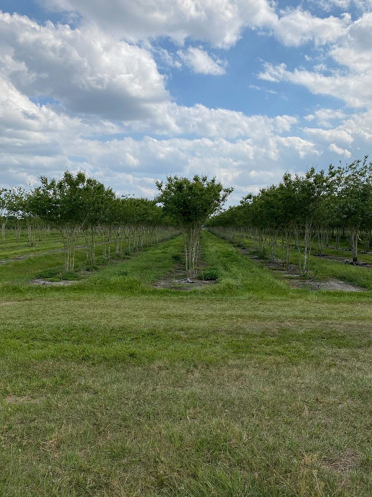 lagerstroemia-fauriei-muskogee-japanese-crape-myrtle