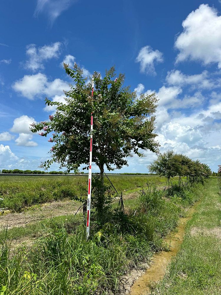 lagerstroemia-fauriei-muskogee-japanese-crape-myrtle