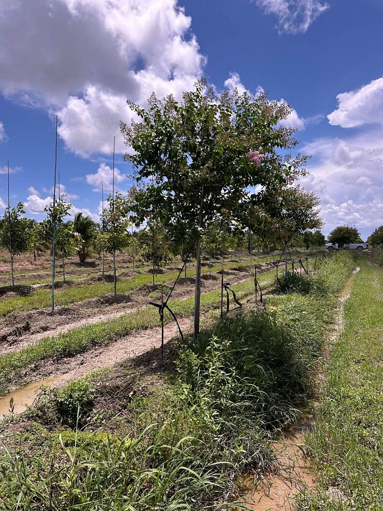 lagerstroemia-fauriei-muskogee-japanese-crape-myrtle