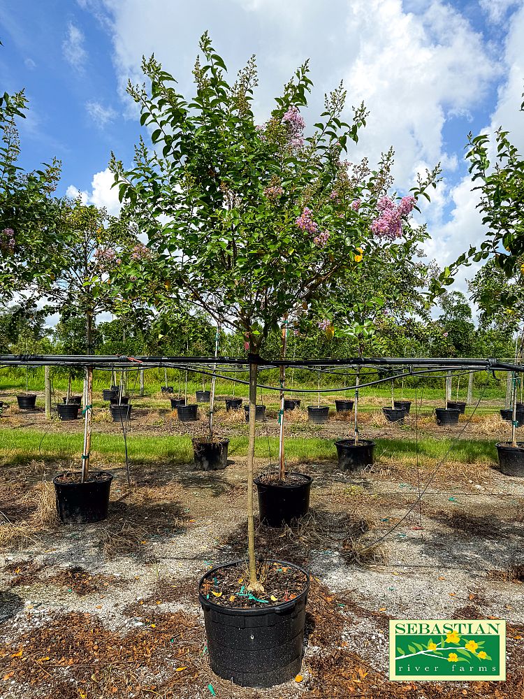 lagerstroemia-fauriei-muskogee-japanese-crape-myrtle