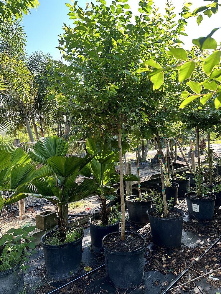 lagerstroemia-fauriei-muskogee-japanese-crape-myrtle