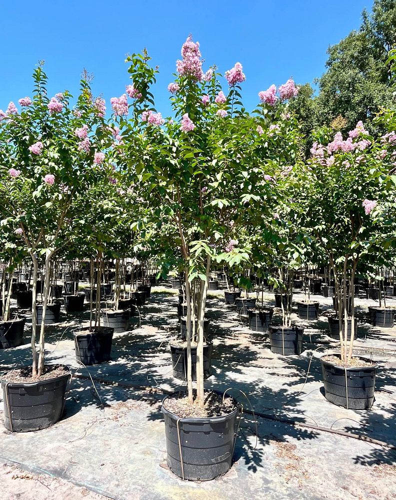 lagerstroemia-fauriei-muskogee-japanese-crape-myrtle