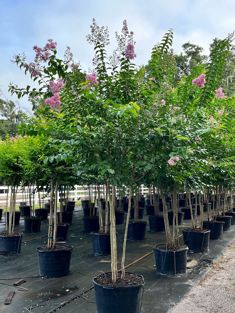 lagerstroemia-fauriei-muskogee-japanese-crape-myrtle