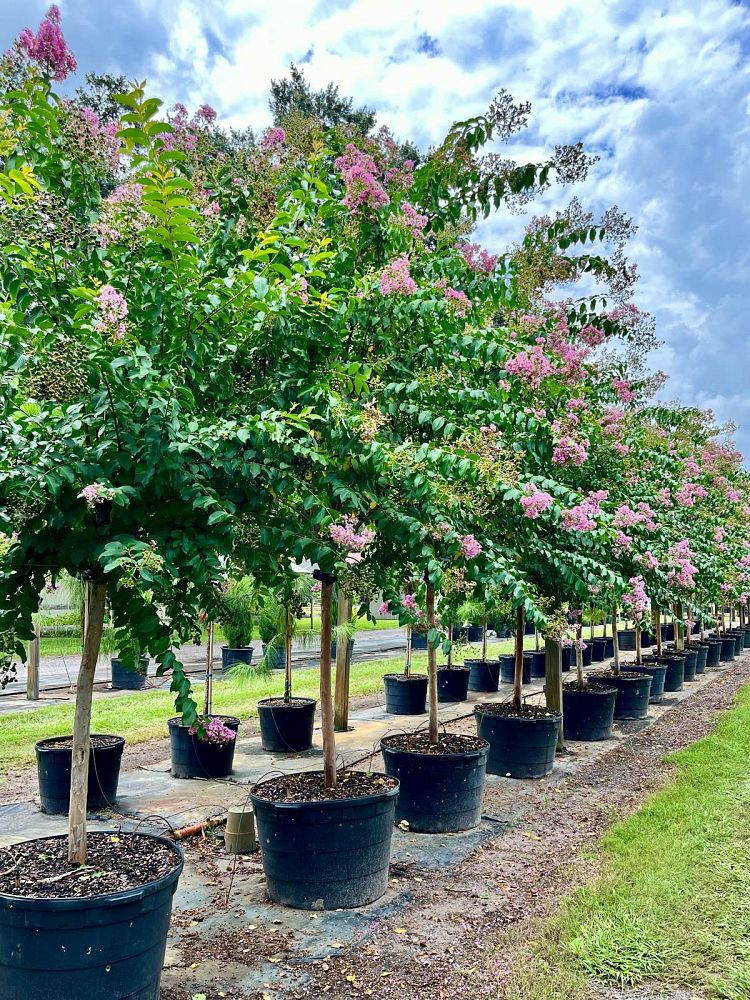 lagerstroemia-fauriei-muskogee-japanese-crape-myrtle